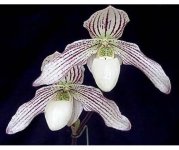 data-paphiopedilum-philippinense-var.-alba-in-charm-x-paphiopedilum-ang-thong-var.-alba-in-charm.jpg