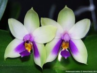 Phalaenopsis_bellina_blue_500.jpg