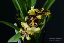 Odontocidium-Saint-Anthony.jpg