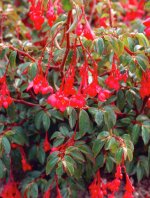 Begonia-fuchsioides_1425_365_proportional.jpg