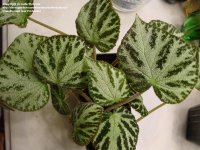 Begonia_imperialis_2.jpg