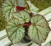 Begonia 'President'2.jpg