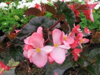 begonia_richmondensis_050720.jpg