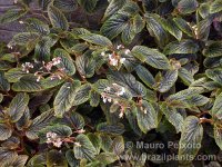 Begonia-ulmifolia.jpg