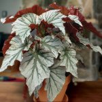 angel-wing-begonia.jpg