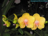 phal-brother-jungle-cat-x-brother-golden-wave.jpg