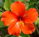 image-hod-HIBISCUS_ATRIO.jpg