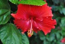 Hibiscus-Red-Bora-Bora.jpg