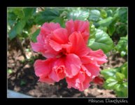 HIBISCUS Dianthoides Pink.jpg