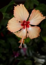 HIBISCUS Fortde France.jpg