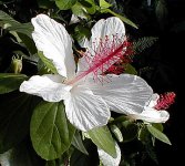 Hibiscus-arnottianus.jpg