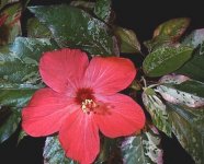 HIBISCUS COOPERII.jpg