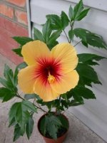 HIBISCUS CUBAN VARIETY.jpg