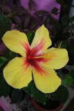 HIBISCUS FIJIAN YELLOW.jpg