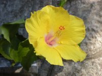 HIBISCUS FRANCESCA LEMON.jpg