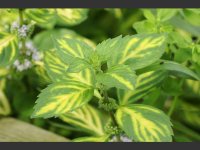 mentha_x_gracilis_bushy_ginger_mint_leaves_19-08-11_1.jpg