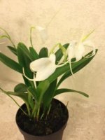 Masdevallia alba2.JPG