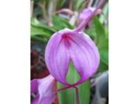 Masdevallia amabilis.jpg