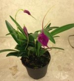 Masdevallia amabilis 2.JPG