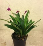 Masdevallia amabilis 3.JPG