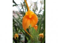 Masdevallia Aquarius (constricta x davisii).jpg