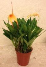 Masdevallia Aquarius (constricta x davisii) 2.JPG