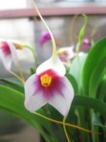 Masdevallia exquisita Mary.jpg