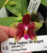 Phal-Yaphon-Oh-Mygod-(KS-Happy-Eagle-X-speciosa-C1-)-02.jpg