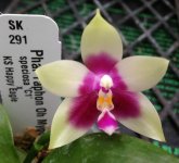 Phal-Yaphon-Oh-Mygod-(KS-Happy-Eagle-X-speciosa-C1-)-03.jpg