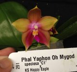 Phal-Yaphon-Oh-Mygod-(KS-Happy-Eagle-X-speciosa-C1-)-04.jpg