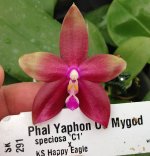 Phal-Yaphon-Oh-Mygod-(KS-Happy-Eagle-X-speciosa-C1-)-05.jpg