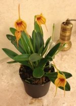 Masdevallia rodolfoi 1.JPG