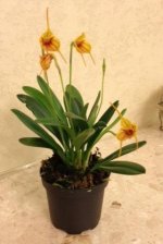 Masdevallia rodolfoi 2.JPG