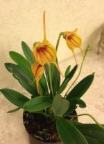 Masdevallia rodolfoi 3.JPG