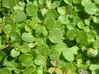 mentha_requienii_corsican_mint_leaves_05-08-06.jpg