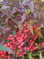 Nandina-domestica.jpg