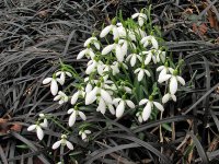 sizedSnowdrops and Ophiopogon nigrescens5576.jpg