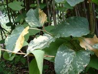 POLYGONUM BAMBUSA JAPONICA VARIEG.jpg