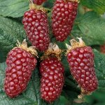 3922_plantes_design_rubus_tayberry.jpg