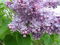 _CPaFg8-2812__syringa-vulgaris-katherine-havemeyer-_serik-obecny_ (1).jpg