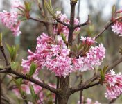 1050Dawn Viburnum bodnantense Dawn_enl.jpg