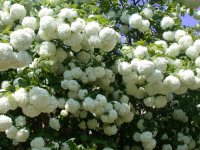 75482-viburnum-opulus-roseum.jpg