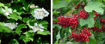 Viburnum_opulus.jpg