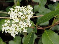 viburnum_tinus_86c.jpg