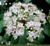 viburnum-tinus5.jpg