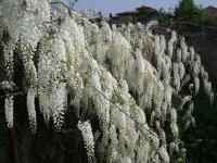 01-wisteria-sinensis-alba.JPG