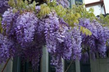 6696-Wisteria-sinensis.jpg