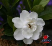 Gardenia Crown Jewel®.jpg