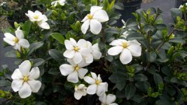 Gardenia_Kleim_s_Hardy.JPG