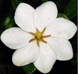 Gardenia_Kleims_Hardy.jpg